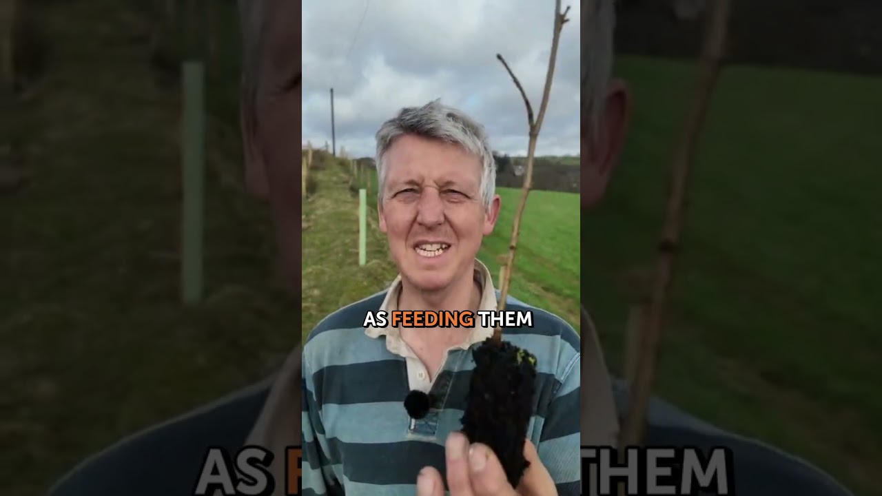 Top 5 reasons for planting hedges
