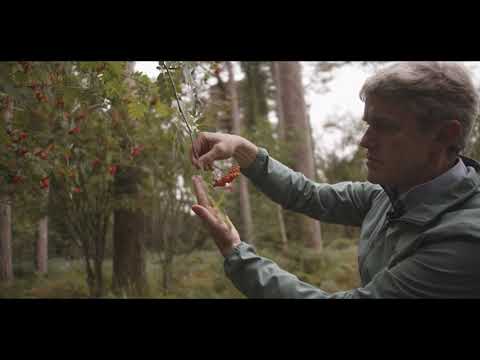 Ireland's Native Trees - EPISODE 5   ROWAN
