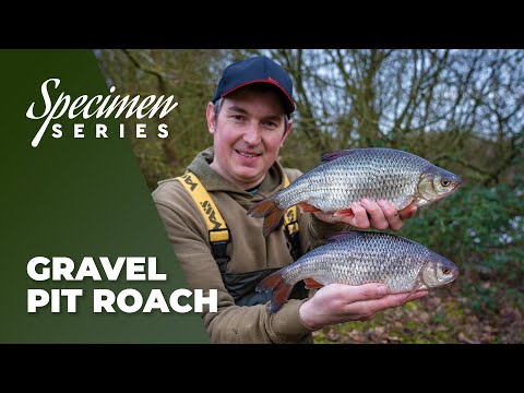 Store vinter-skaller fra grusgraven