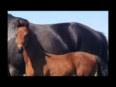 "Five Star" von Fürst Fabrice x Rosengold x De Niro