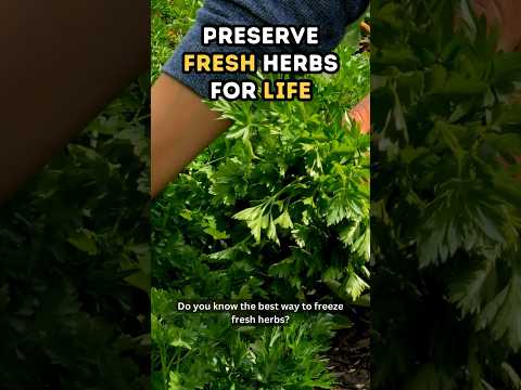 How to preserve herbs in oil 🌿🍃 |How to store fresh herbs | Fresh Herbs Hack | Food Wise Tips