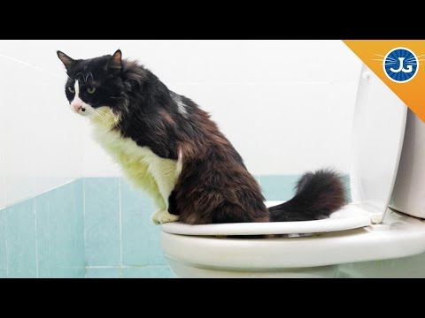 Why You Should NOT Toilet Train Your Cat - YouTube