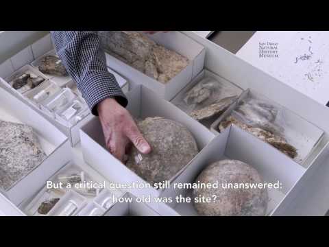 Cerutti Mastodon Site | Story of the Discovery