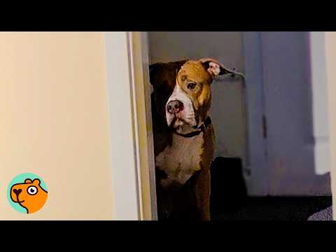 Terrified Dog Never Wagged His Tail Until He Met His New Mom | Cuddle Buddies