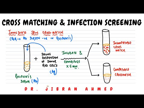 NORMAL HEMATOPOESIS II HEMATOLOGY II ROBBINS 10TH E II DrJIBRANAHMED