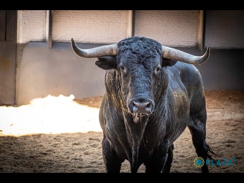 SORTEO | Toros de Cuadri y Pallarés para el desafío