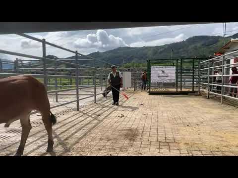 lote 40    puerto boyaca 347 kg