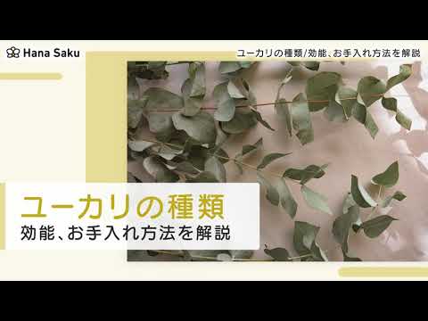 観葉植物としてのユーカリ:どの種類が適していますか? 植物