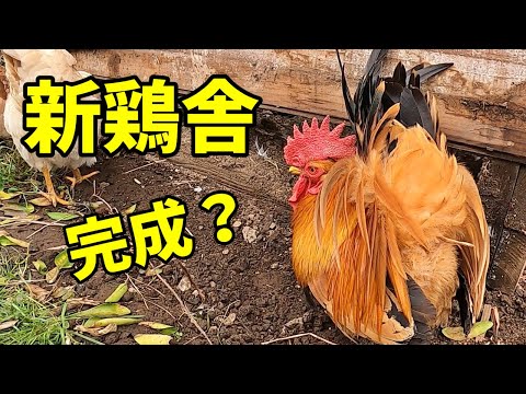 鶏小屋にネズミを近づけないようにする方法は？げっ歯類に対する解決策とヒント  庭園