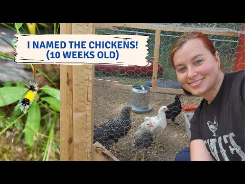 Chicken update! Names, who's a rooster, who we are keeping!