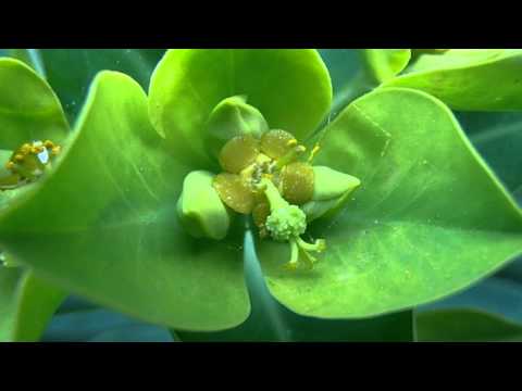 Una planta endémica de Baleares, la lechetrenza balear