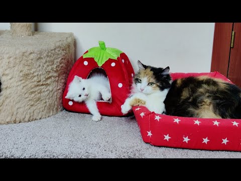 Cat Sofia, don't touch my kitten. Mom cat and her kitten Dino.