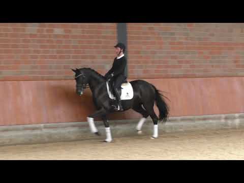 Miginia v. Millenium - Florencio, Mare, born 2017