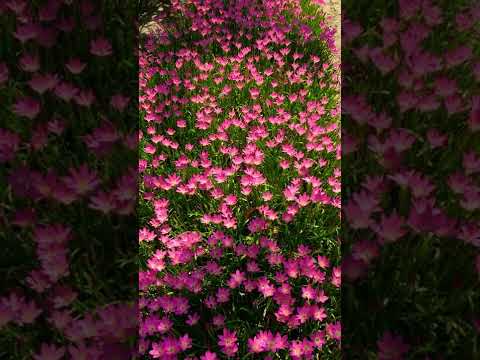 Rose Rain lily | Pink Rain Lily | Zephyranthes Rain Lily