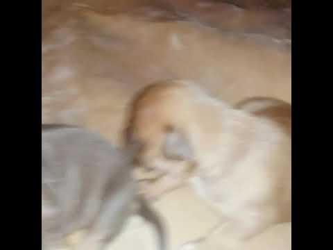 2week up date on pups. I don't own rights to the music check him out Purp Cobain f/Polo Goon - MONEY