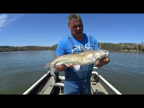 How To Catch A Boat Load Of Spring Catfish