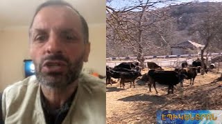 «Կարող ա էգուց էլ նույնը երեխու հետ կատարվի».ադրբեջանցիները գողացել են Շուռնուխի բնակչի կովերը