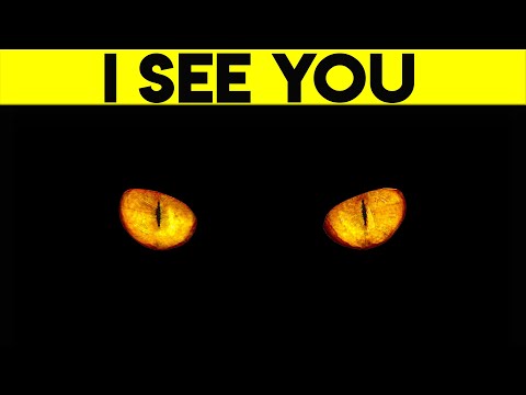 Can Cats Really See In The Dark? (Cat Vision Vs ... - YouTube