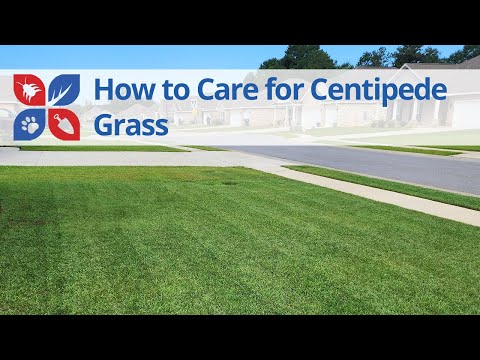  How to Care for Centipede Grass Video 
