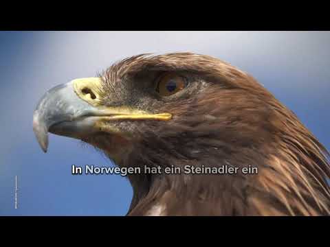 Steinadler-Angriff auf Kleinkind: Mutter kämpft um ihre Tochter