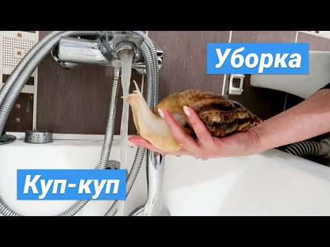 КУПАЮ ВСЕХ СВОИХ УЛИТОК || ГЕНЕРАЛЬНАЯ УБОРКА КОНТЕЙНЕРОВ УЛИТОК