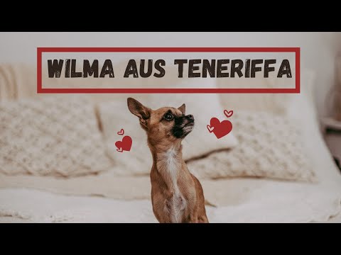 Brix Schaumburg und Wilma - Wie es dazu kam #happypets