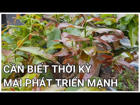 🔴 QBS22189 - THỜI KỲ SINH TRƯỞNG PHÁT TRIỂN CỦA CÂY MAI VÀNG || CÁCH CHĂM SÓC CÂY MAI VÀNG MIỀN BẮC