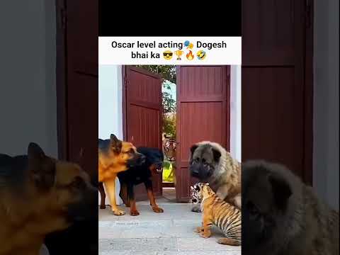 Oscar level acting 🤣🤣 ? #shorts