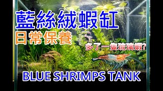 83 天 修剪我的第一個水草缸 | 原來當初的小蝦仔是琉璃蝦 賺到!? | 83 days | trim my first planted tank | Rili shrimp