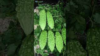 Download lagu 10 Bahan Alami Ini dapat Digunakan untuk Mengobati Diabetes mp3