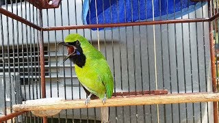 Download Cucak ijo DIJAMIN NGAMUK dan IKUT GACOR dengan pancingan cucak ijo ini Mp3