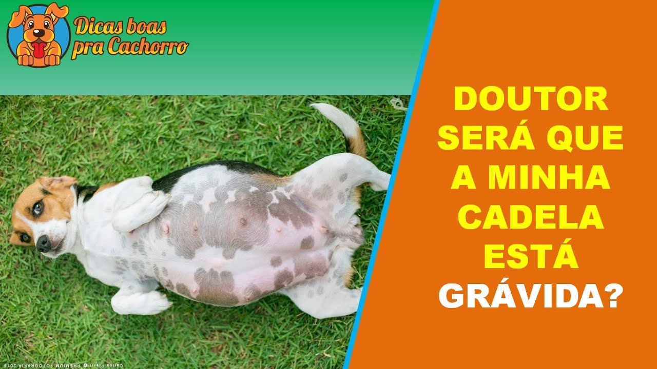 CADELA GRÁVIDA COMO SABER SE A MINHA CADELA ESTÁ PRENHE