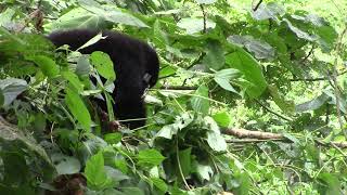 Trek Gorilla Safaris - 128