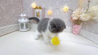 スコティッシュフォールドの動画01