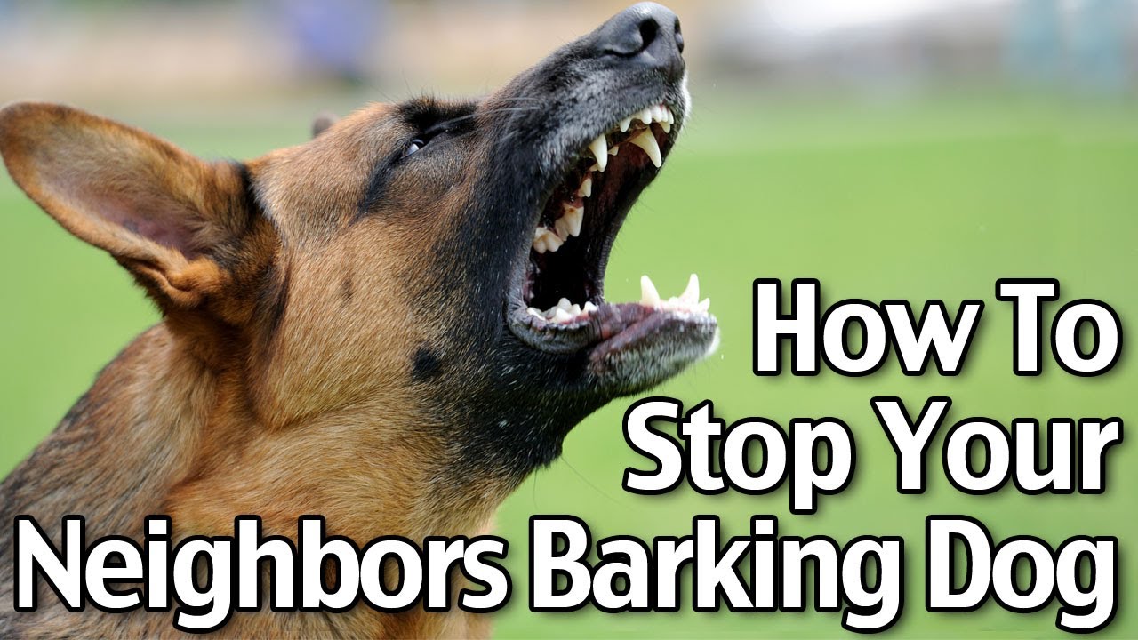 How To Stop Your Neighbor’s Dog From Barking - Short Version