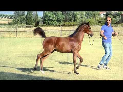 Althair del Ninfeo pc