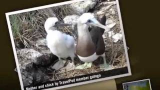 preview picture of video 'National Wildlife Preserve Gatogo's photos around Isla Isabela, Mexico (isla isabela mexique)'