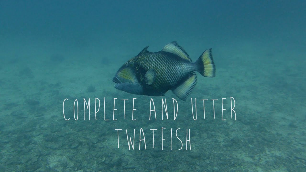 A look at Koh Tao's iconic Titan Trigger fish.