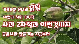 사과 2차적과 홍로 좋은사과 만들기는 지금부터 [사과재배]