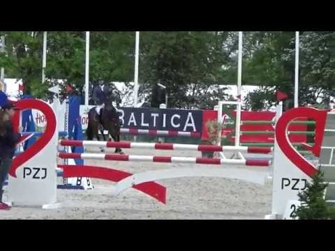 5 y o  stallion by Chin Champ