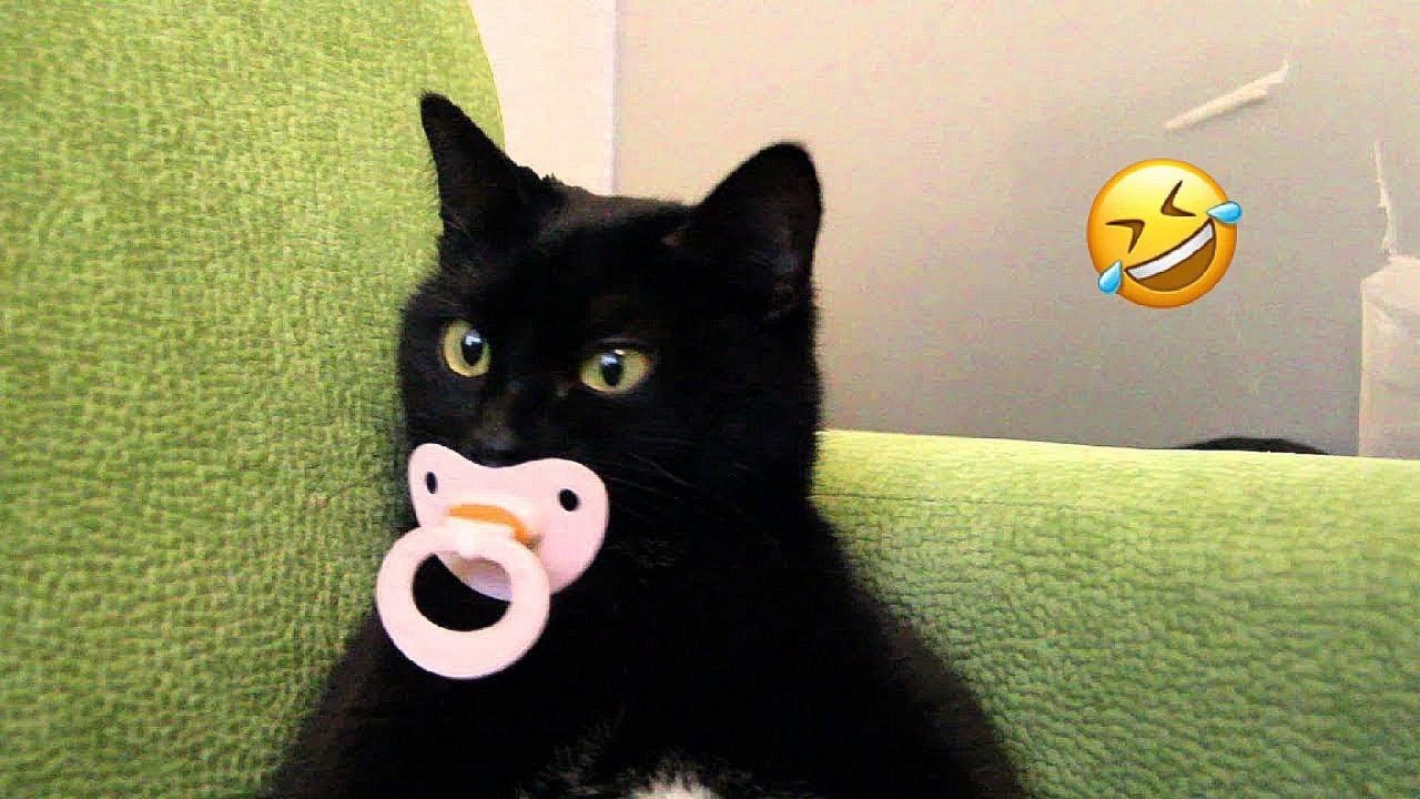 🙀 "Pets vs. Household Items: The 🐯  Ultimate Comedy Showdown! 😿 2024 "Part  34 |Can't Stop Laughings