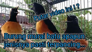 Download lagu Suara murai batu pemikat//Burung di hutan bisa keluar semua@dulpetualang mp3