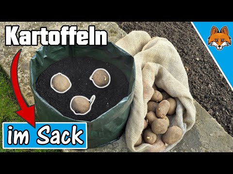 Kartoffeln anbauen im Sack oder Topf - Einfache Anleitung 🥔✅