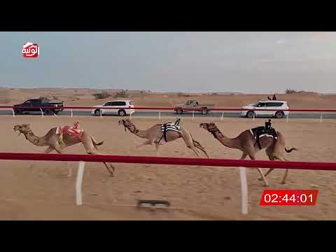  ش 1 (الشاهينيه) لـ مانع علي محمد بن حماد الشامسي 8:00 , شارة الديوان 2025/12/11 لقايا اللبسه  