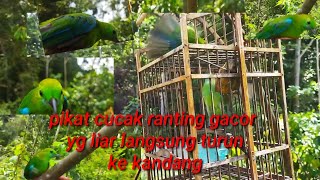 Download lagu suara asli pikat gacor cucak ranting di hutan ,yg liar langsung turun ke kandang,cocok untuk mikat mp3 Download lagu suara asli pikat gacor cucak ranting di hutan ,yg liar langsung turun ke kandang,cocok untuk mikat mp3