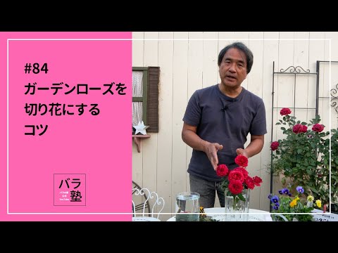 蘭の根のメンテナンス