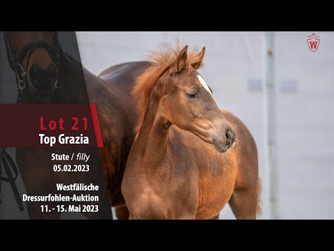 Dressurfohlen-Auktion Lot 21 Top Grazia Stute v. Top Champion - Voyager