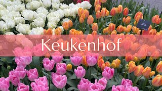 🌷春のキューケンホフ🌷Keukenhof/オランダ/蘭/チューリップ/花/2023年4月上旬