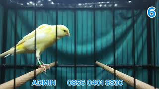 Download lagu BAHAN HIBRID YS RASMI, F2RASMI, F2YS, SFL, F1YS, F1RASMI !! MONGGO DI GAS BOS Q mp3 Download lagu BAHAN HIBRID YS RASMI, F2RASMI, F2YS, SFL, F1YS, F1RASMI !! MONGGO DI GAS BOS Q mp3