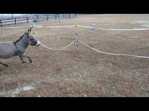 Bella a d Paco playing